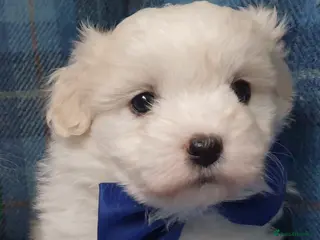 Coton De Tulear dogs K.C. Reg. Coton de Tulear, health tested parents - Advert 5