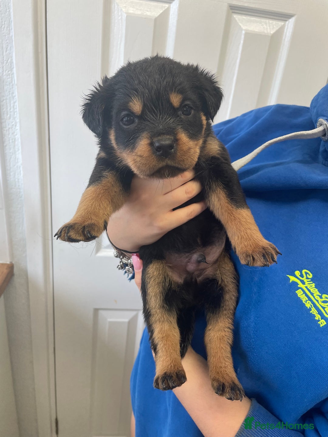 Rottweiler dogs for sale: Rottweiler puppies - Image 15