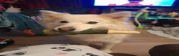 Mixed Breed dogs for sale: Collie mix pups in Gloucester - Advert 4
