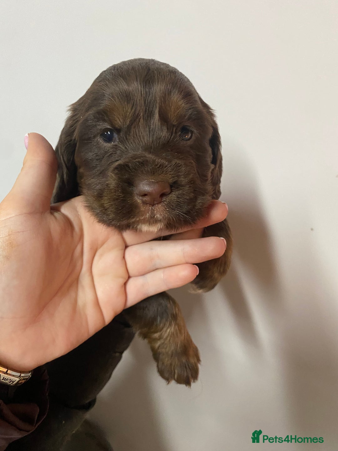Cocker Spaniel dogs for sale: Beautifully coloured cocker spaniel puppys forsale - Advert 5