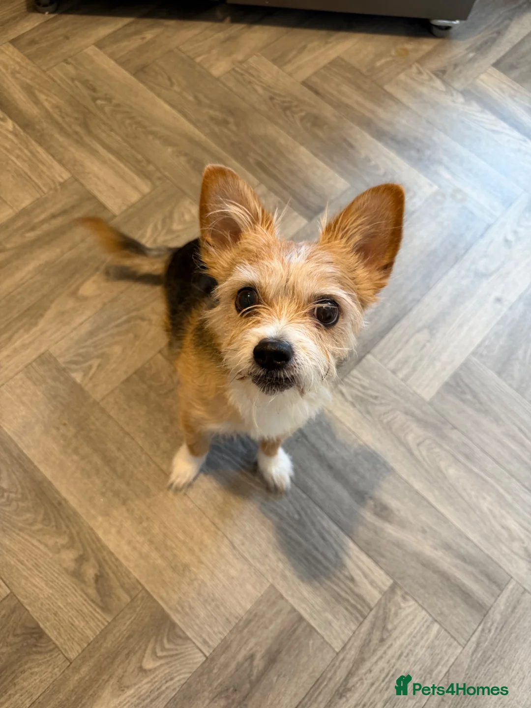 Mixed Breed dogs for sale: Dog for rehoming  - Advert 6