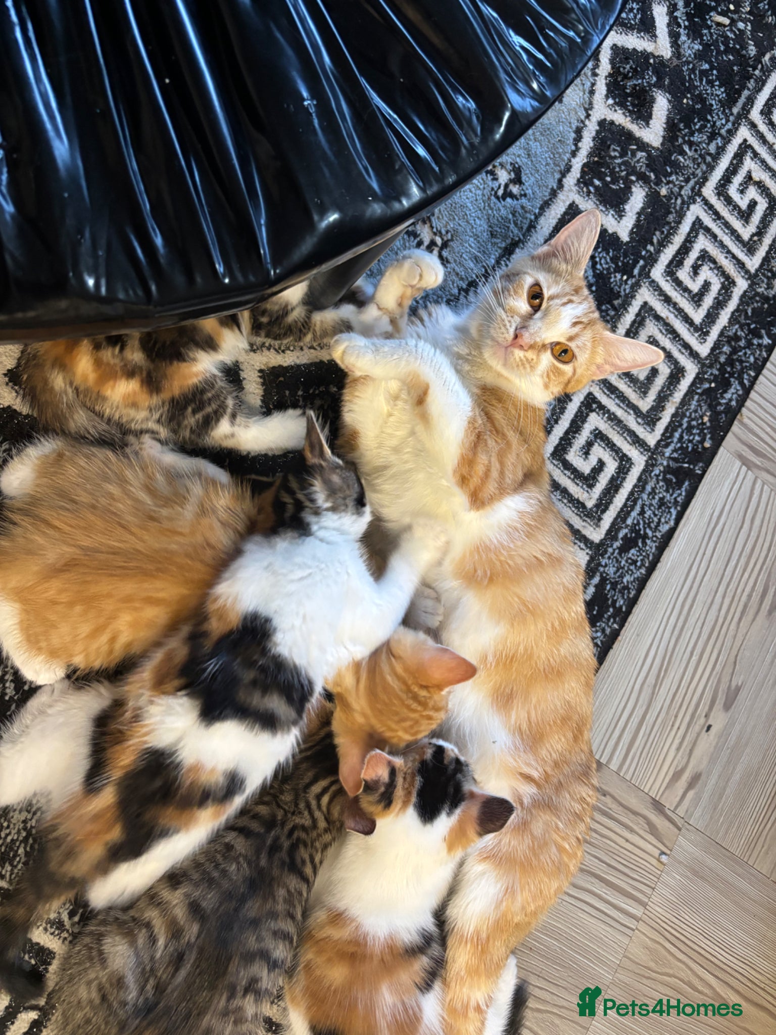 Mixed Breed cats Cute Kittens Looking for Their Forever Homes 🐱❤️ - Advert 3