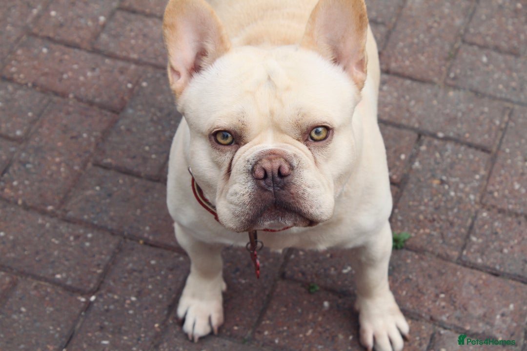 French Bulldog dogs for stud:  French Bulldog Stud 💥 Proven ✅  in Cannock - Image 1