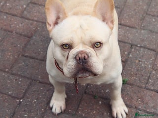 French Bulldog dogs in Cannock - Advert 3