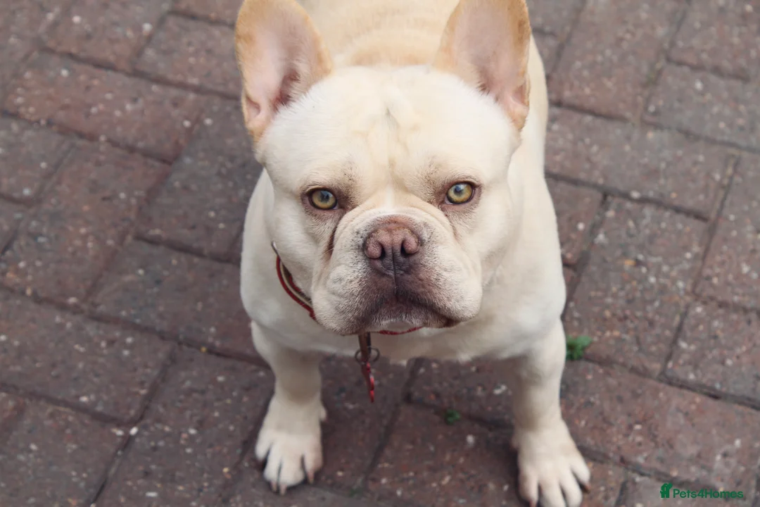 French Bulldog dogs for stud:  French Bulldog Stud 💥 Proven ✅  in Cannock - Advert 2