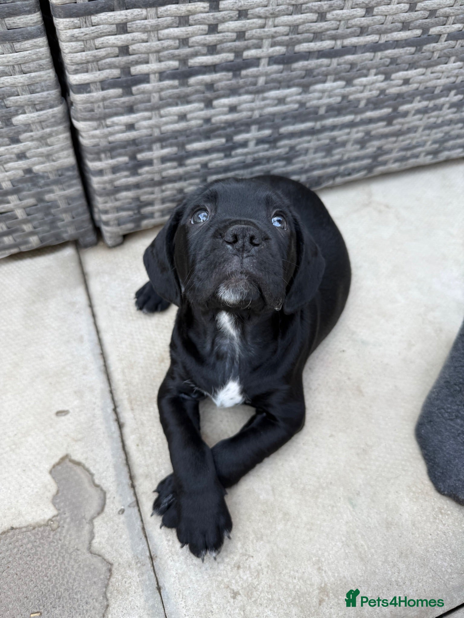 Mixed Breed dogs Puppies for sale - Advert 2