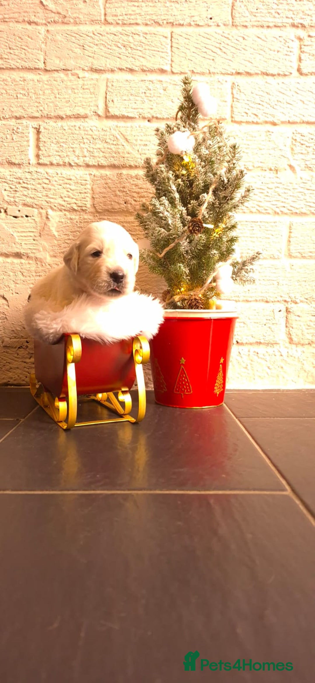 Golden Retriever dogs for sale: KCGolden Retriever pups,polish and Ukrainian lines - Advert 12