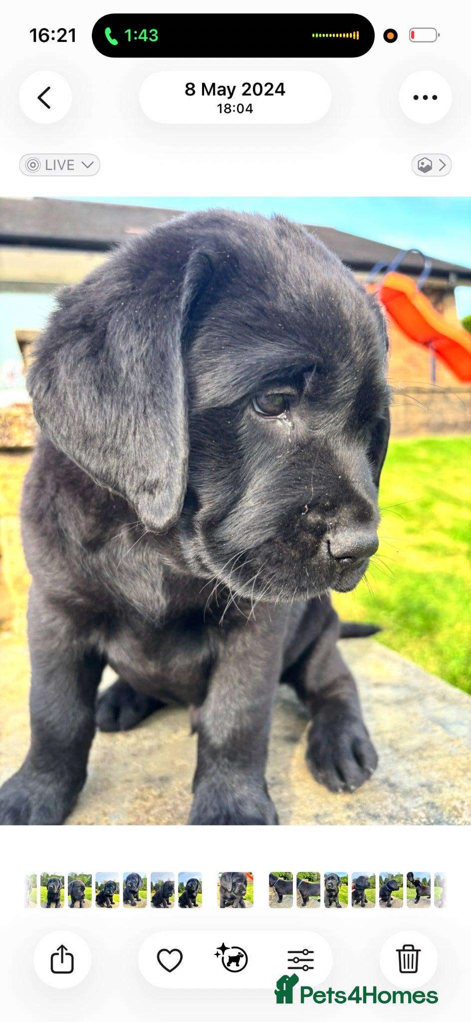 Labrador Retriever dogs True Show Line Chunky Labrador Puppies  - Advert 3