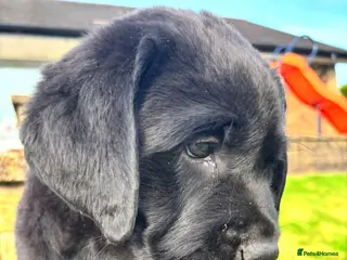 Labrador Retriever dogs True Show Line Chunky Labrador Puppies - Advert 3
