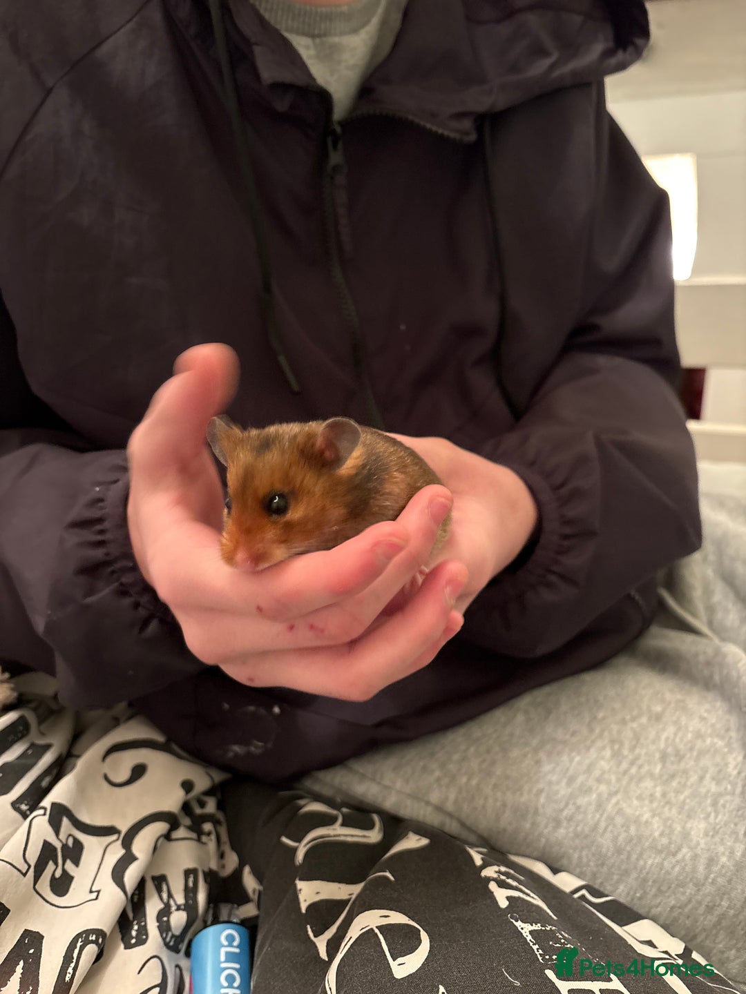 Hamster rodents for sale: Gorgeous Syrian hamsters and mice available  - Advert 1