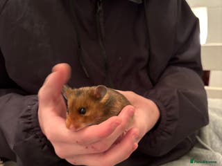Hamster rodents Gorgeous Syrian hamsters and mice available - Advert 2