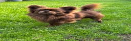 Chihuahua dogs for stud: Solid chocolate KC LC champion line DNA tested  - Advert 3