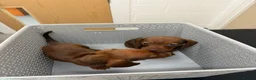 Dachshund dogs for sale: 🐾 Gorgeous Mini Dachshund Puppies 1 Boy & 1 Girl  - Advert 4