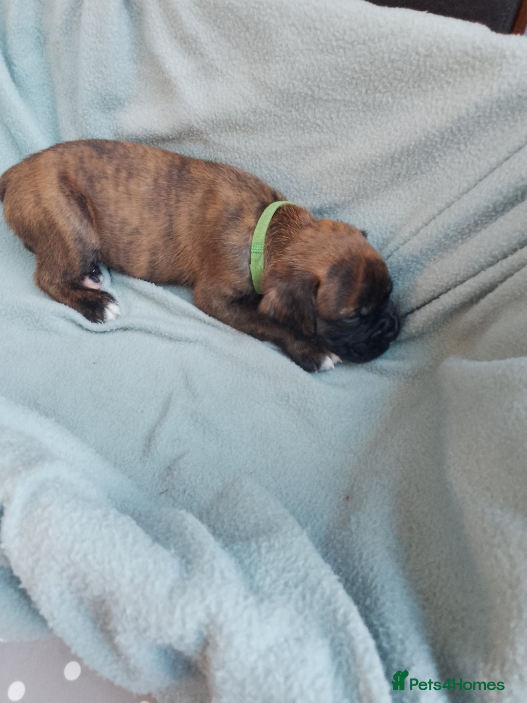 Boxer dogs for sale: Boxer Puppies  - Advert 11