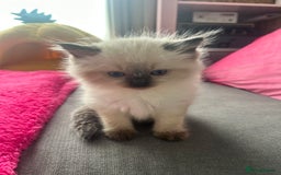 Ragdoll cats for sale: One girl left. Beautiful ragdoll kittens - Image 3