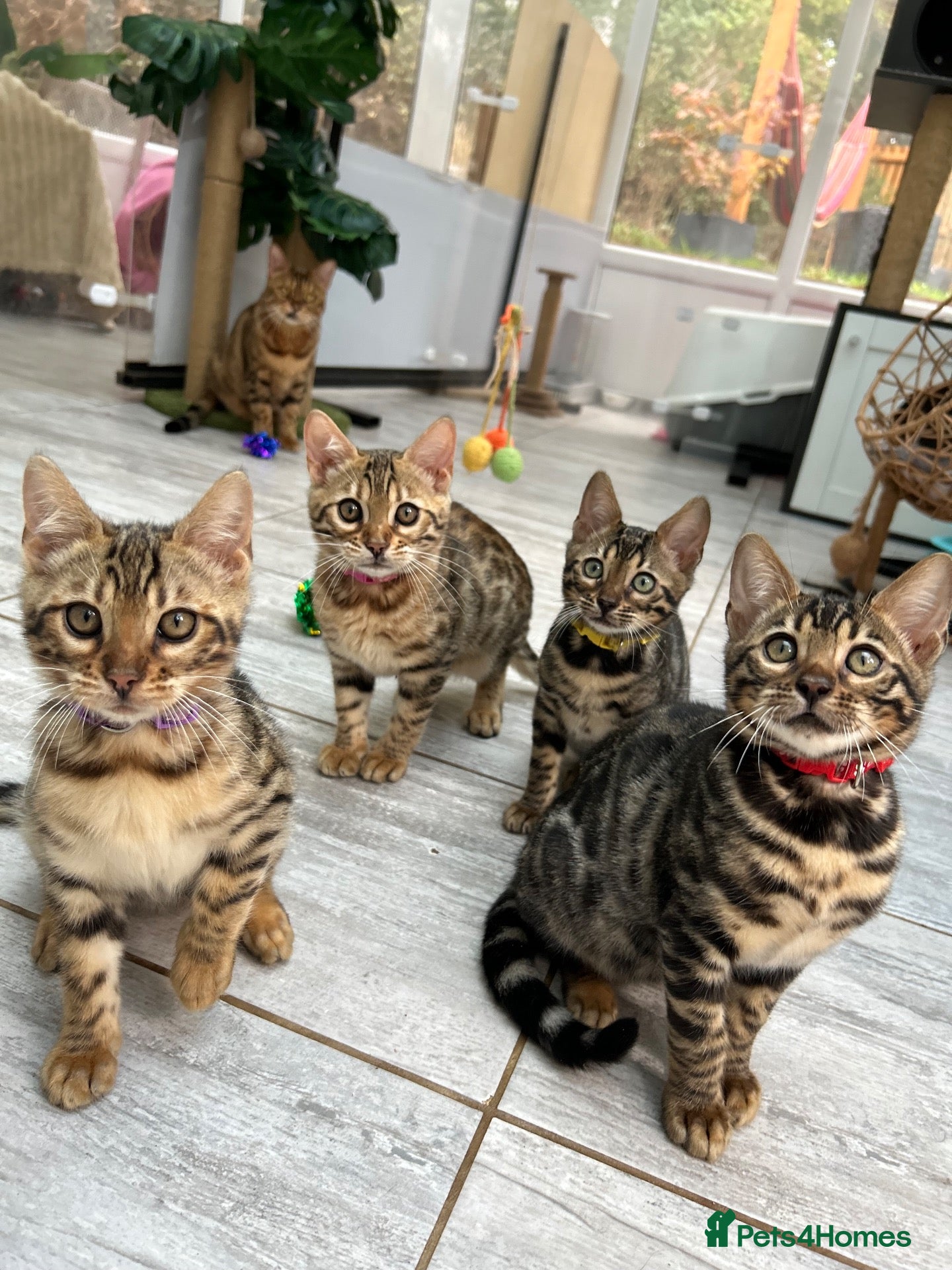 Bengal cats Pure Bengal Kittens ❤️ready for their new home 🏡  - Advert 2