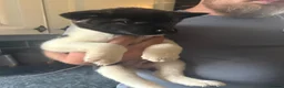 Akita dogs for sale: READY NOW  - Advert 7