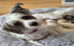 Yorkiepoo dogs for sale: 6 beautiful Yorkiepoo puppies , 5 girls and 1 boy  - Image 16