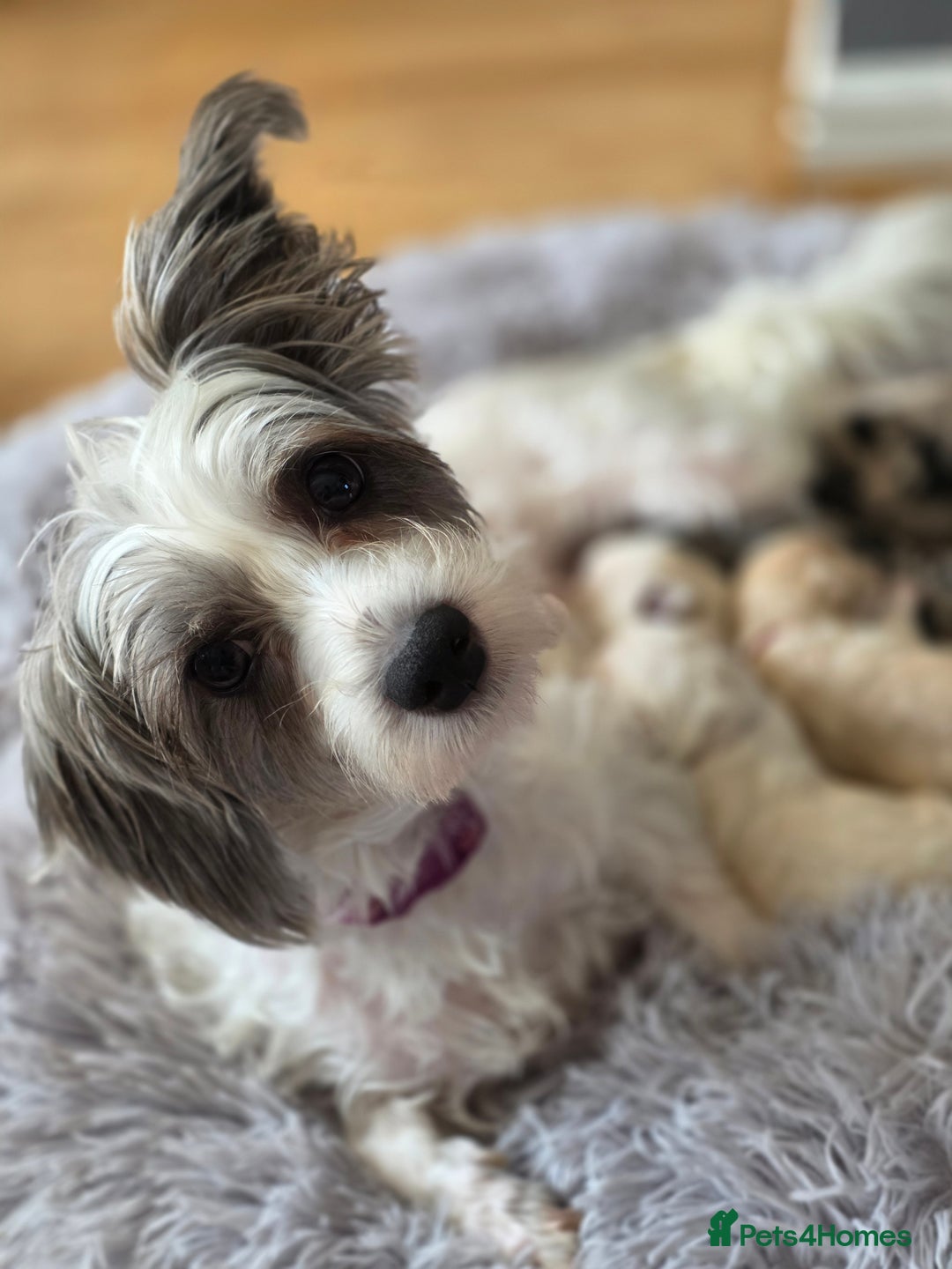 Yorkiepoo dogs for sale: 6 beautiful Yorkiepoo puppies , 5 girls and 1 boy  - Image 16