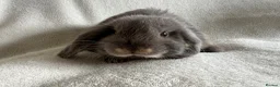 Mini Lop rabbits for sale: Mini Lops Ready To Leave Now  - Advert 7