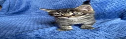 Mixed Breed cats for sale: Mainecoon kittys  - Advert 7