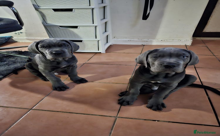 Cane Corso dogs - Advert 6