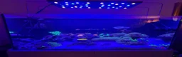 Other/Mixed Breed fish for sale: Full set up Marine fish tank - Advert 8