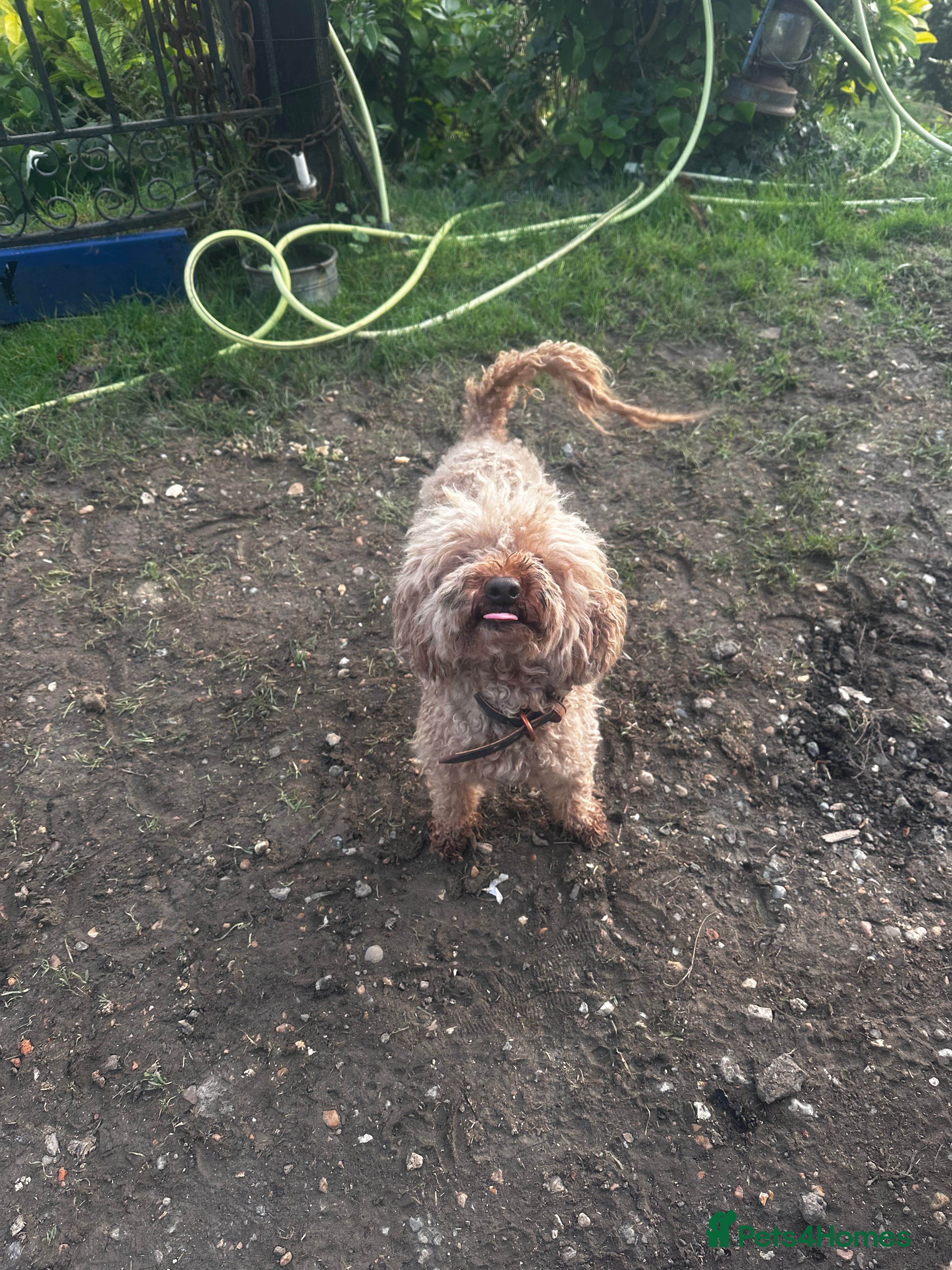 Maltipoo dogs Maltipoo f1 ready to leave soon  - Advert 1