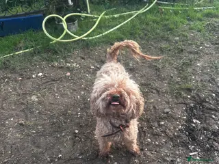 Maltipoo dogs Maltipoo f1 ready to leave soon - Advert 1