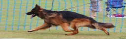 German Shepherd dogs for stud: Long Haired German shepherd  - Advert 2