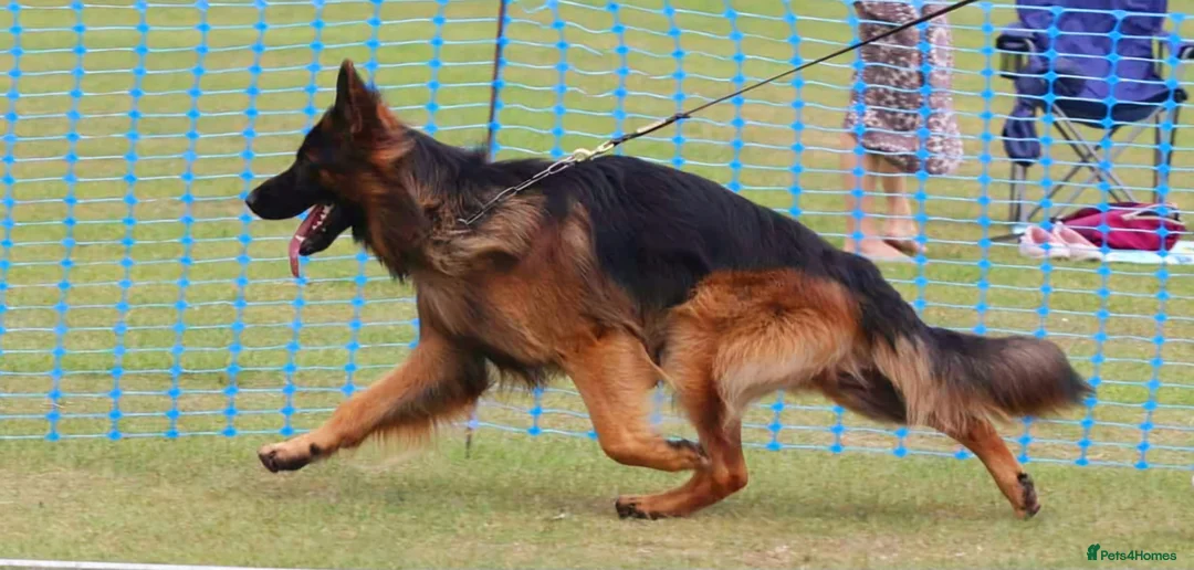 German Shepherd dogs for stud: Long Haired German shepherd  - Advert 2
