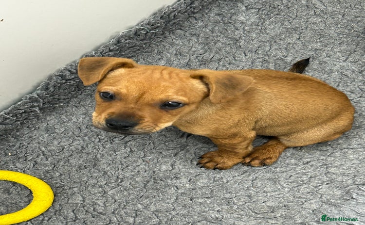Mixed Breed dogs - Advert 4