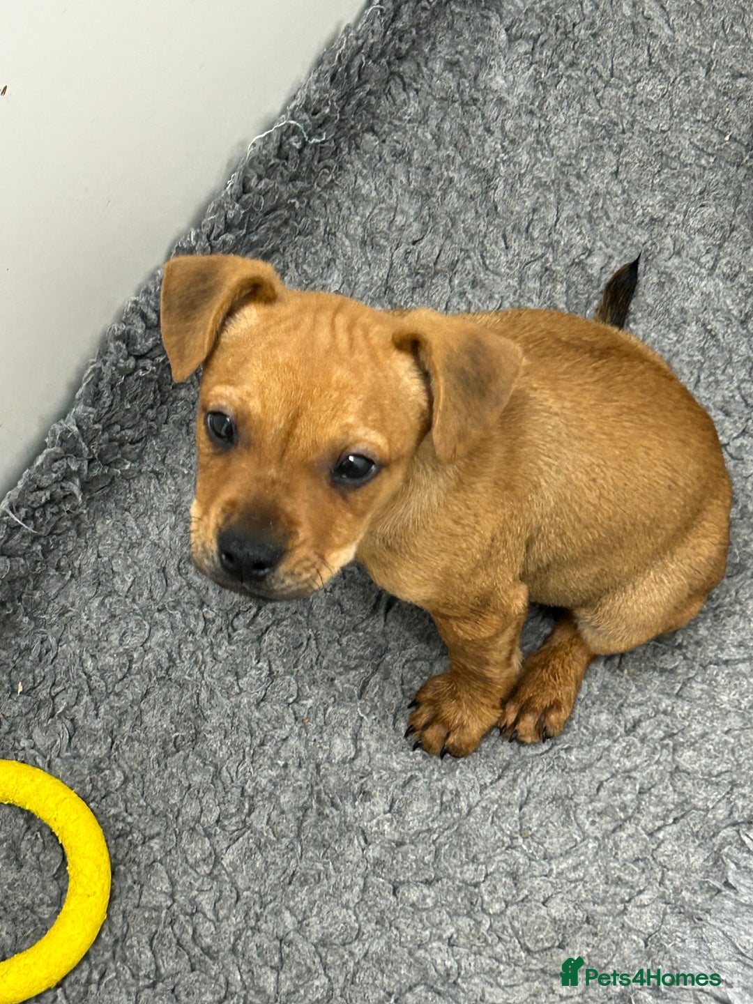 Mixed Breed dogs for sale: Jack Russell X frenchie  - Image 1