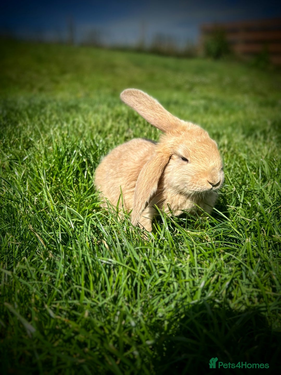French Lop rabbits for sale: French Lop Rabbits  - Image 3