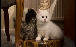 Munchkin cats for sale: A very SPECIAL litter of Munchkins Kittens  - Image 8