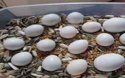 Mixed Breed birds for sale: Available Birds and Parrots - Image 1