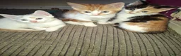 Mixed Breed cats for sale: Stunning kittens loving sweet playful in Houghton le Spring - Advert 3