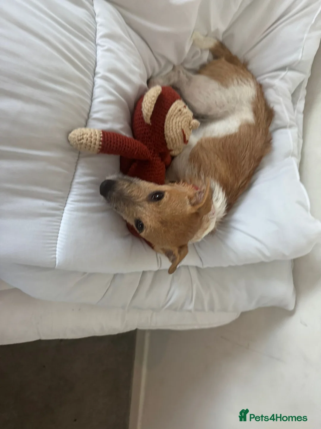 Jack Russell dogs for sale: Jack Russell  in Longfield - Advert 3