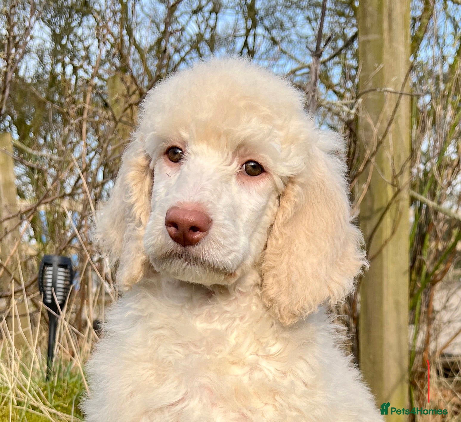 Standard Poodle dogs Stunning KC reg standard poodles  - Advert 9