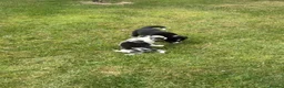 Border Collie dogs for sale: Border Collie Puppies  in Swansea - Advert 6