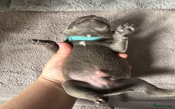 Staffordshire Bull Terrier dogs for sale: Quality Blue Staffies - Image 13