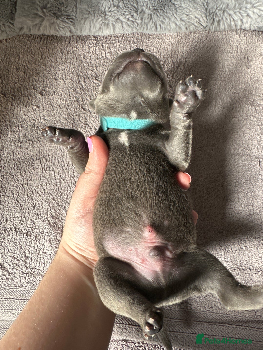 Staffordshire Bull Terrier dogs for sale: Quality Blue Staffies - Image 13