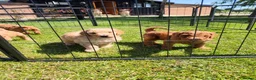 Standard Poodle dogs for sale: Red Standard Poodle puppies - Advert 13