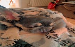 French Bulldog dogs for sale: Male 7 month old frenchie  - Image 9