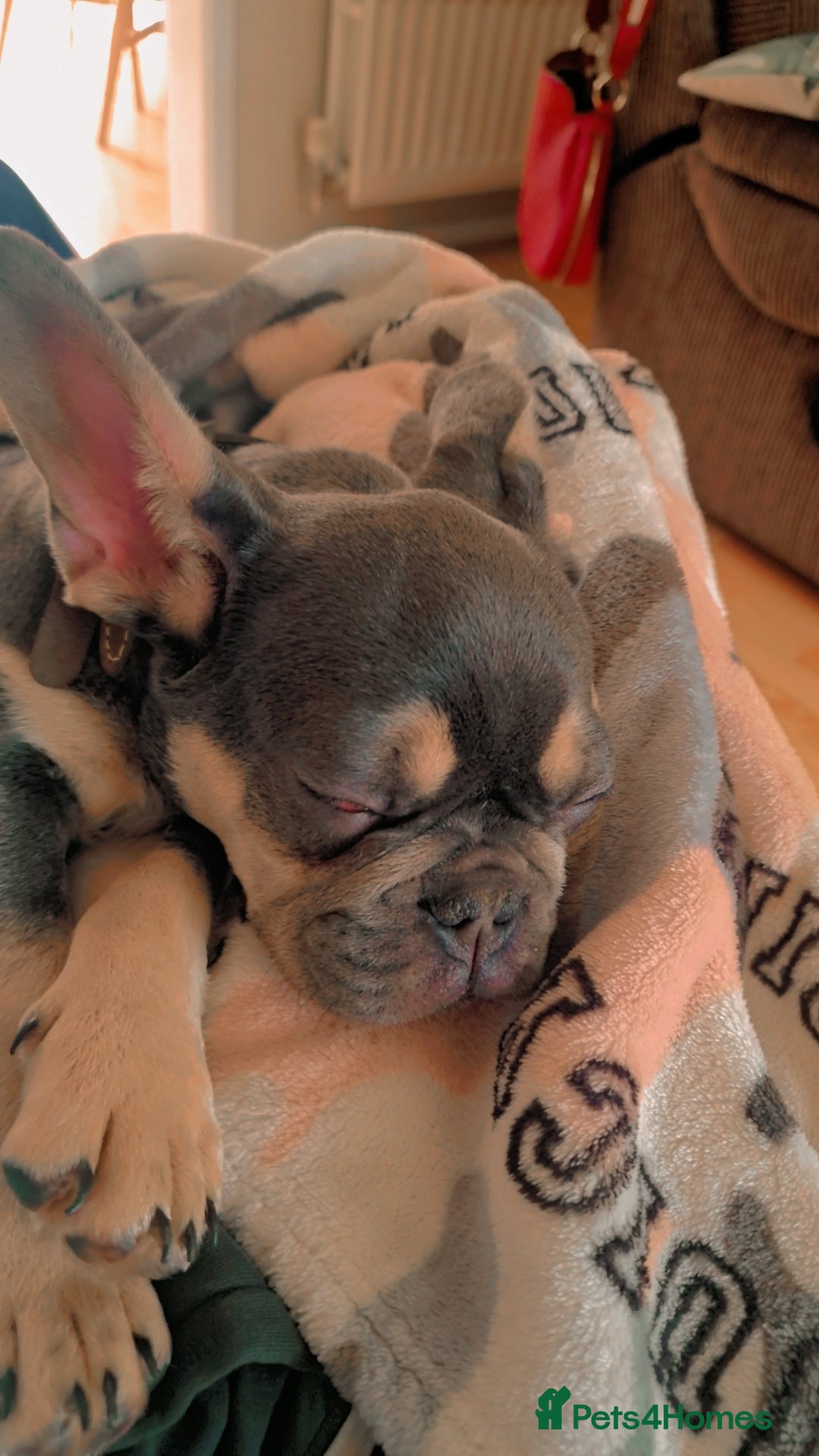 French Bulldog dogs for sale: Male 7 month old frenchie  - Image 9