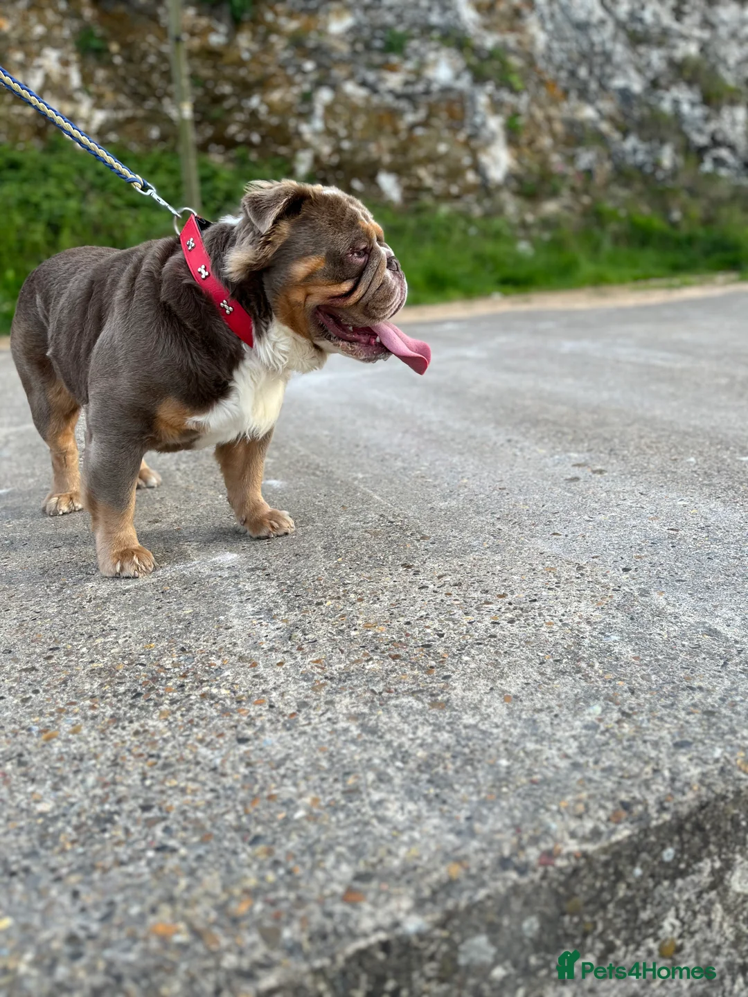 English Bulldog dogs for stud: Fluffy English Bulldog  in Margate - Advert 7