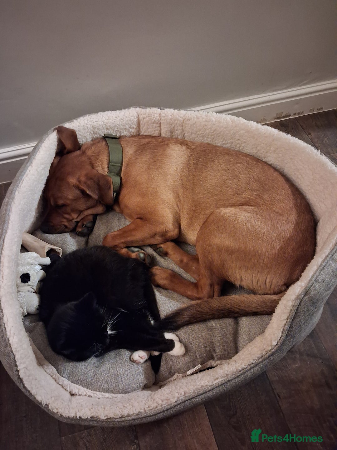 Mixed Breed dogs for sale: Rottweiler/Mastiff  - Advert 3