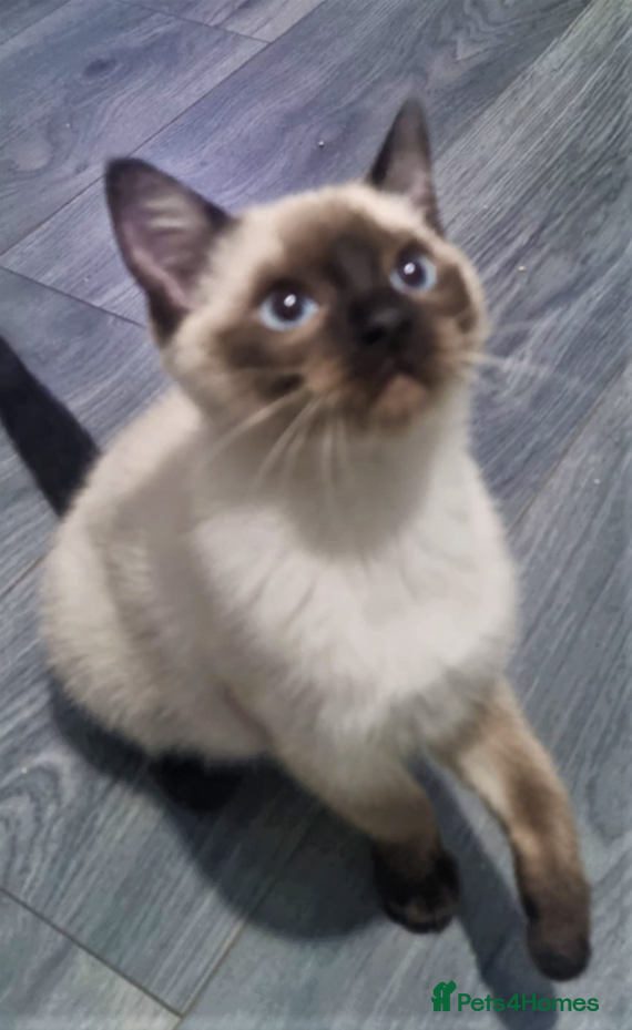 Siamese cats Applehead Siamese 1 Stunning Baby Avaialable  - Advert 1