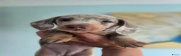 Miniature Dachshund dogs for sale: ❤️Miniature dachshund puppies❤️ - Advert 3
