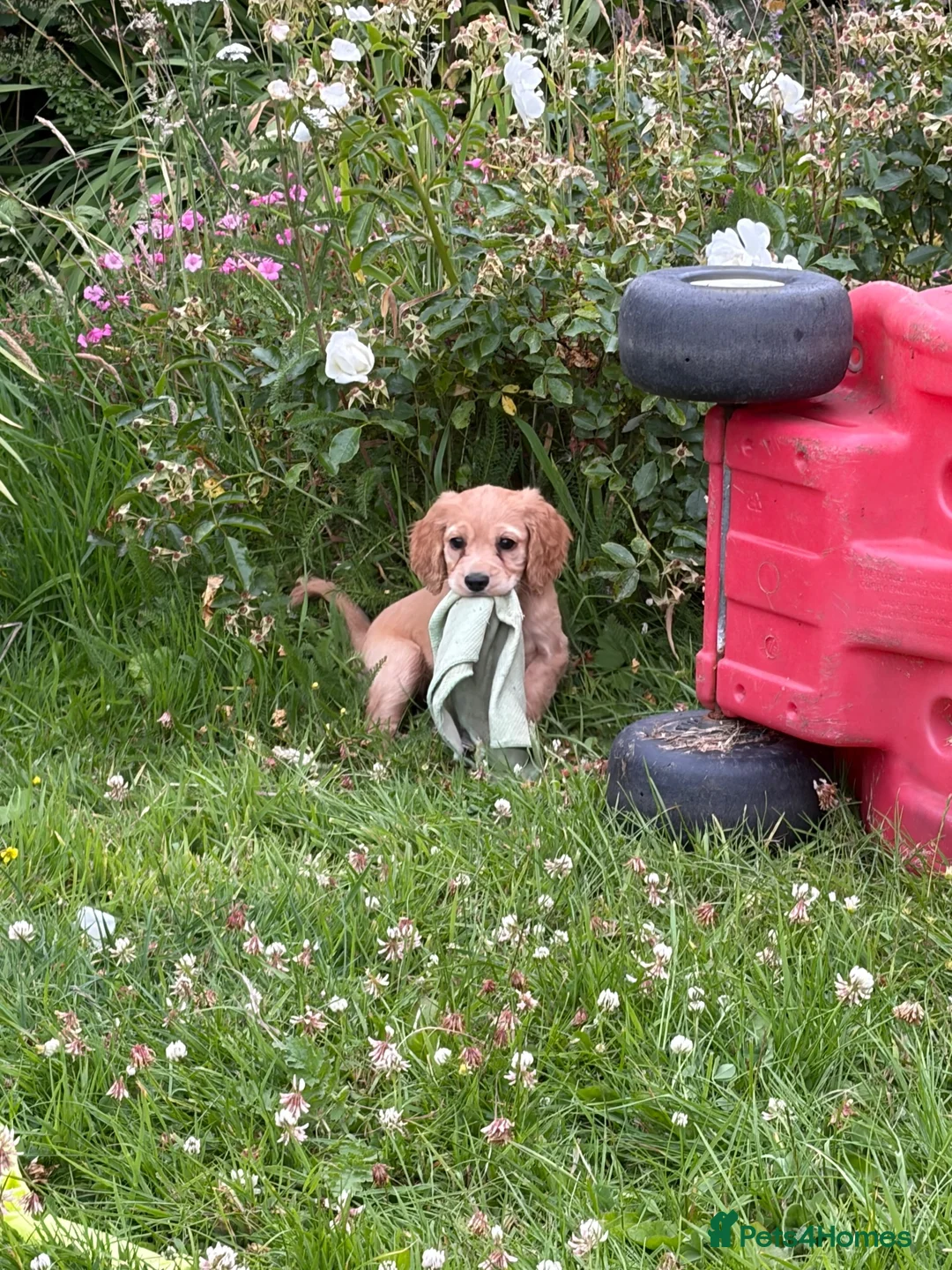Cocker Spaniel dogs for sale: Working cocker spaniel - Advert 7